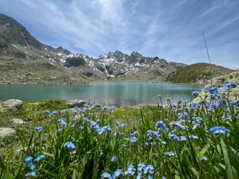 Blaue Blumen mit See und Bergpanorama