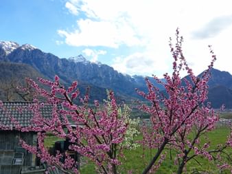 Spring in South Tyrol