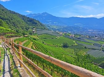 Panoramablick auf Weingärten