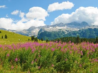 Hiking with a view to the Carnic Alps