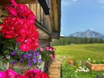 Blumen neben Almhütte