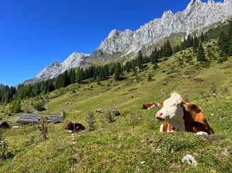 Cow pasture on the Hochkönig