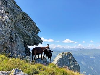 Radstädter Tauern Chamois
