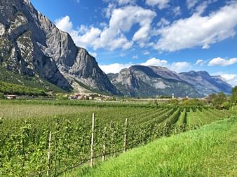Hike through vineyards with mountain views
