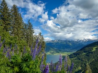 Purple lupine flowers frame a panoramic view of Zell am See lake surrounded by mountains. Conifer trees and snow-capped peaks under cloudy sky.