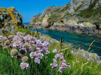 Blick auf die Fauna am Wanderweg "Normandie & Jersey"