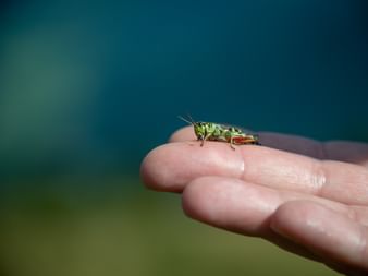 Grasshopper in South Tyrol