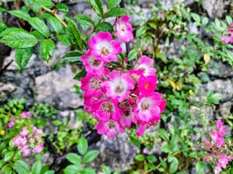 Pink flowers along the edge of the path