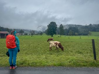 Regenwetter und Kuehe Ramseiden Kitzbueheler Alpen 