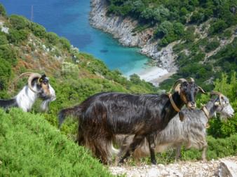 Goats in Goat Bay