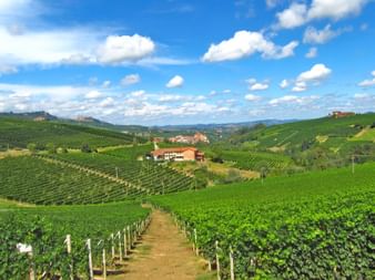 Bezaubernde Weinberge im Piemont