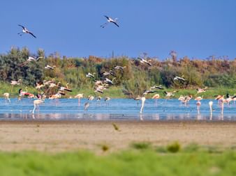 Schwarm rosa Flamingos im Karpaz-Feuchtgebiet auf Zypern, watend und fliegend über blauem Wasser. Grüne Vegetation und sandiges Ufer im Vordergrund.