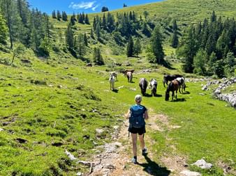 Hiker on the Postalm with horses