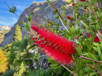 Roter Frühlingsblüher auf Madeira mit Berg im Hintergrund