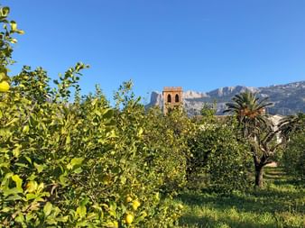 Typical citrus trees on Mallorca