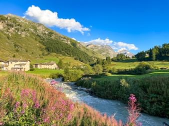 Alpine flowers next to a mountain stream, houses and the mountain panorama in the background