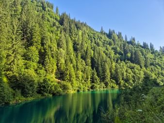 Grüner Wald mit idyllischem See