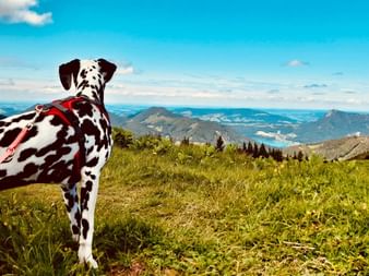 Panoramic views in your hiking holiday with your dog