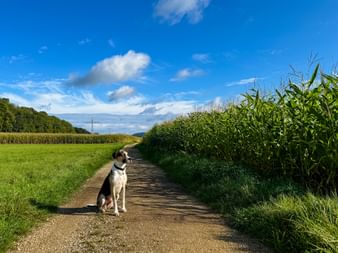 Schwarz-weißer Hund sitzt auf Feldweg im Altmühltal bei Treuchtlingen, flankiert von grüner Wiese und hohem Maisfeld unter blauem Himmel.