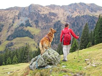 Hiking break while walking with your dog in Pinzgau mountains