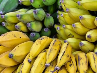 Large selection of green and yellow bananas