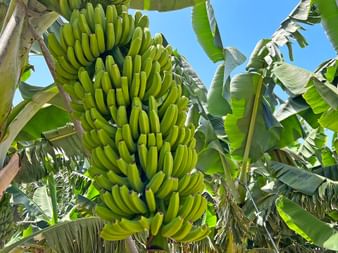 Tenerife bananas