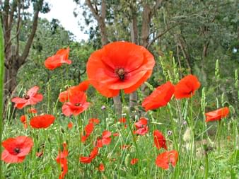 Poppies on the hikes through Provence