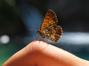 Gorgeous butterflies