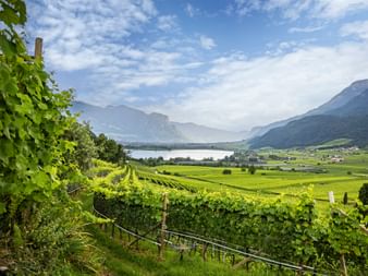 Üppige grüne Weinberge im Vordergrund mit Kalterer See und Bergketten im Hintergrund unter teilweise bewölktem Himmel in Südtirol.