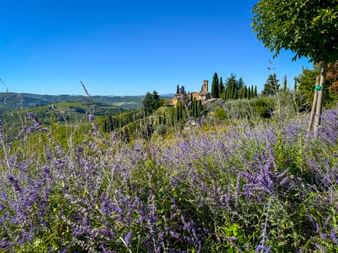 Lila Lavendelfeld im Vordergrund mit toskanischer Villa und Zypressen auf einem Hügel. Sanfte Hügel und blauer Himmel im Hintergrund.