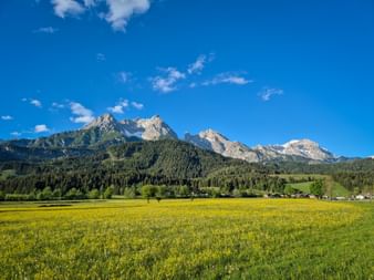 Yellow flowering meadow with mountain panorama in the Kitzbühel Alps near Saalfelden Maria Alm under blue sky with scattered clouds.