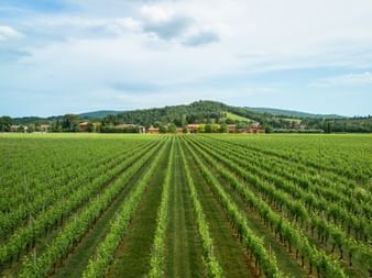 Weingarten im Weinbaugebiet des Collio