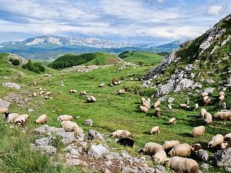 Flock of sheep grazing on green mountain slopes in Bjelasnica, Bosnia. Rocky outcrops frame the scene with snow-capped mountains in the distance.