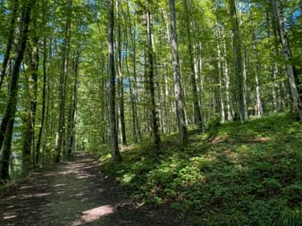 Sunlit forest path winding through tall beech trees on a hillside near Bad Ischl, with lush green undergrowth and blue sky visible above.