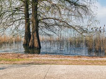 Paved lakeside path in Lazise with trees standing in water and reeds along Lake Garda's shore under a blue sky.
