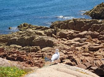 Seagull at the red granite rocks in Brittany