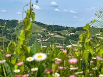Bunte Blumen mit Blick auf Serralunga d'Alba