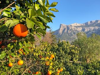 Orange tree in the Tramuntana mountains
