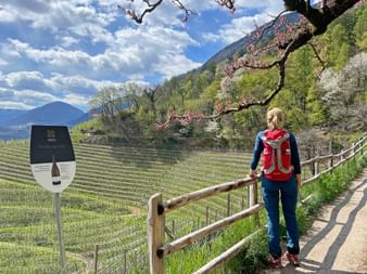 Hiker on the Merano Waalweg with a view onto the vineyards of the Etsch Valley
