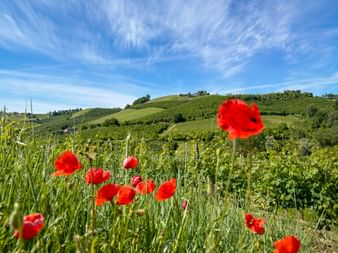 Bright red poppies in foreground with rolling vineyard hills under blue sky in Piedmont. Green grapevines and trees cover the hillsides.
