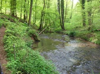 Albach inmitten eines grünen Waldes