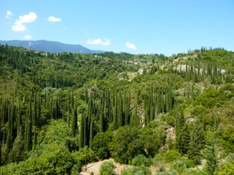 Cypress forest in Zayknthos