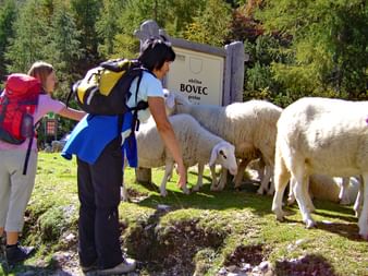 Schafe als Wegbegleiter in Bovec