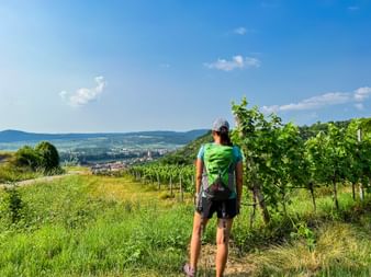 Ausblicke über die Weingärten zur Donau