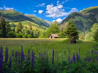 Traditioneller Holz-Heustadl auf grüner Wiese mit lila Lupinen, umgeben von bewaldeten Bergen im Mölltal unter blauem Himmel.