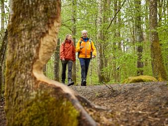 Hikers in the idyllic spruce forest