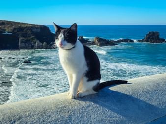 Schwarz-weiße Katze auf einer Betonmauer mit Blick auf den Atlantik bei Zambujeira do Mar mit Felsklippen und blauem Wasser.