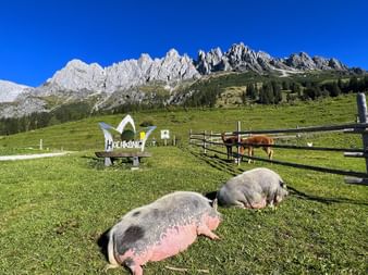 Schweine an der Schweizer Hütte