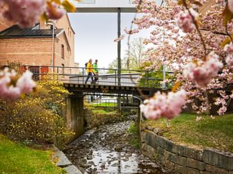 Kirschbluete am Gotaleden Westschweden