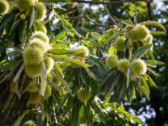 Sweet chestnut Algunder Waal